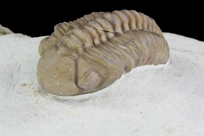 Detailed, Long Kainops Trilobite - Oklahoma #94649